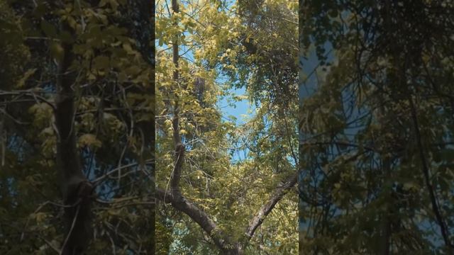 The symbol of Savanna | Baobab tree смотреть онлайн