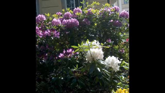 2018 01 27 YouTube 2011 05 22 Różaneczniki i azalie na Uniwersytecie Warszawskim смотреть онлайн