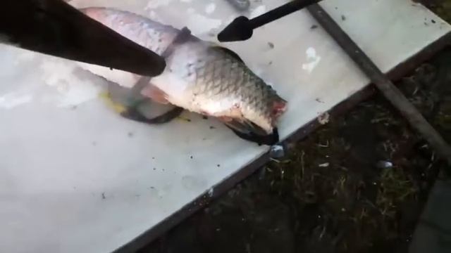 Чистка рыбы керхером смотреть онлайн