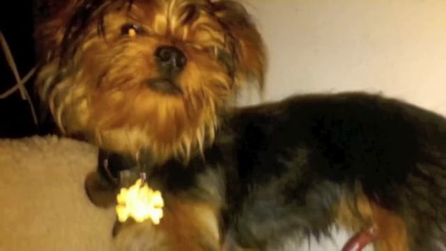 DOG HAS HUGE RED ROCKET смотреть онлайн