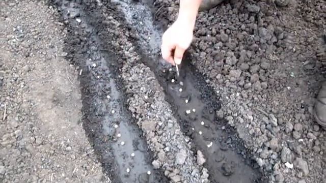 Как посадить горох. Горох на даче смотреть онлайн