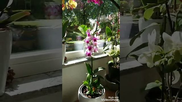 My first dendrobium sa-nook