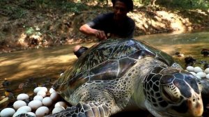 Гигантская черепаха откладывает яйца