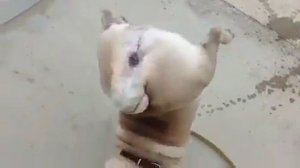 Мопс орет