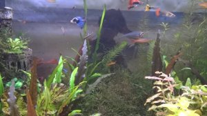 Мой аквариум. Танец маленьких расбор галактики.