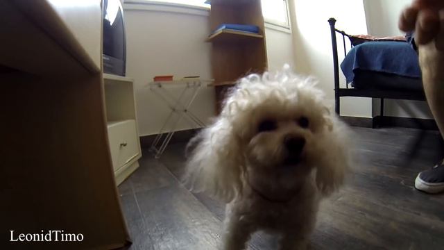 Забавный пудель смотреть онлайн