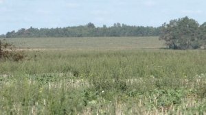 Разбрасывание навоза поле. МТЗ 2022.3 Беларус / МТУ 18