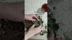 Пересадка эхеверии из Леруа-Мерлен.