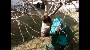 Побелка стволов плодовых деревьев весной, осенью  Когда лучше