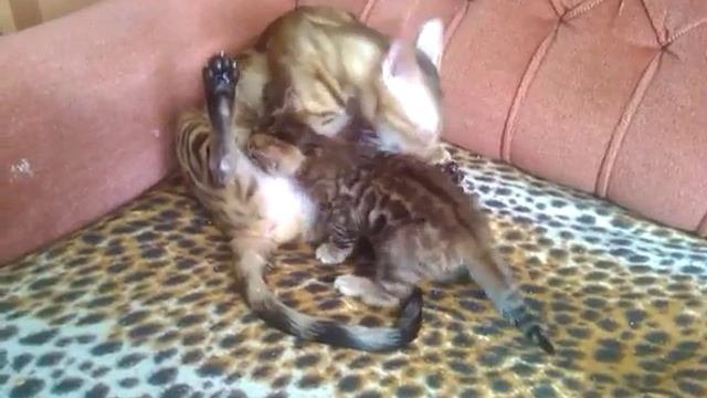 Бенгальские коты