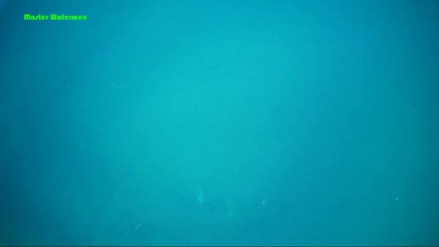 Turtle vs Octopus. How animals ask for help in the Ocean! Loggerhead turtle choking on dinner... смотреть онлайн