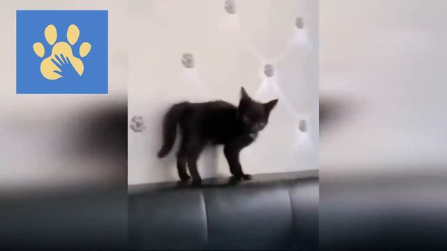 Самые Красивые Собаки | Юмор Для Поднятия Настроения