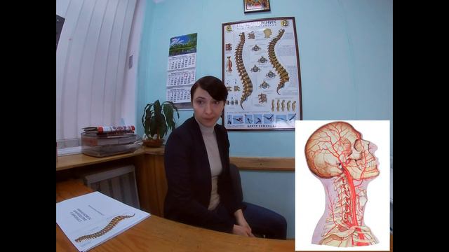 Строение позвоночника