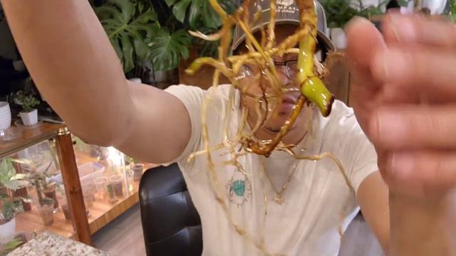 Rare plant shop and swap talk смотреть онлайн