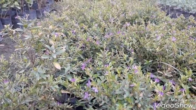 Cuphea Hyssopifolia plants Care (Hindi) смотреть онлайн