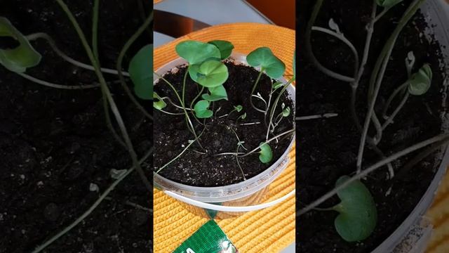 Серебристый водопад, ДИХОНДРА в рассаде. смотреть онлайн