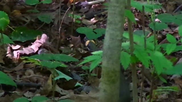 Уж и землеройки смотреть онлайн