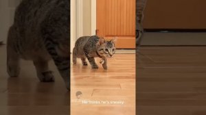 [2020最好笑]#7 超爆笑 , 笑到令人噴飯的"動物搞笑視頻"合集 #7 | 笑點全開 ^^ |funny video/funny animals/ cat/dog/pet/