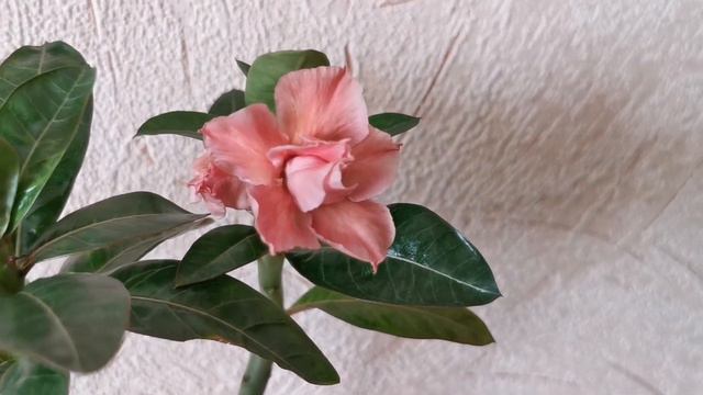 Адениумы // Цветение нового адениума сорта "Young" 🌺 смотреть онлайн