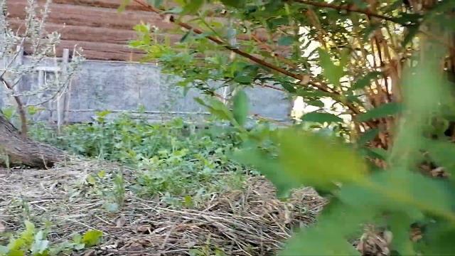 Как омолодить куст жимолости. Сильная обрезка смотреть онлайн