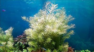 #Аквариумные_растения Ротала индика