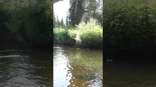 1588 Удочка Поплавок Тайга Красавица #дмитрийяков #рыбалка #тайга #fishing  #выживалово #лес #охота