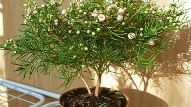 Хамелациум — уход в домашних условиях и цветение смотреть онлайн