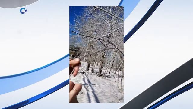 Жители Сегежи пожаловались на белый налёт, который появился на деревьях и заборах города смотреть онлайн