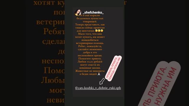 О нас рассказали... Мы приют для бездомных кошек. Петербург.