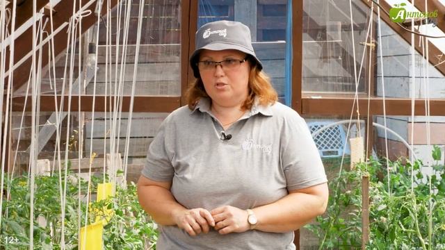 Как поливать капусту, томаты, огурцы, клубнику, перец, картошку, лук? Правильный полив огорода