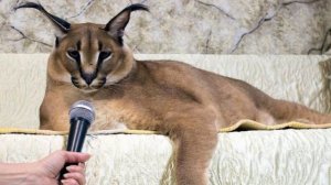 Шлепа Большой Русский Кот 2