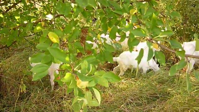 Август удои смотреть онлайн