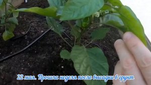 Высаживаю рассаду перца (Звезда Востока) в открытый грунт. Что с ней стало через неделю.