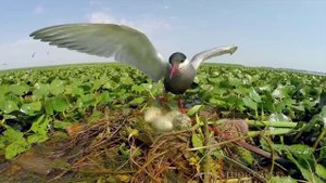 От Курил до Кавказа_