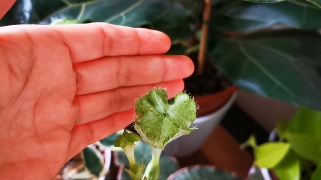 Ceropegia Sandersonii in Flower смотреть онлайн