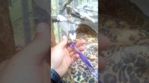 Как сделать манок на касулю, своими руками.