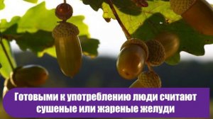 Желудевый кофе