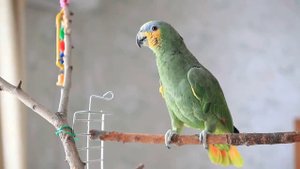 Говорящие попугаи видео, Венесуэльский Амазон Боря