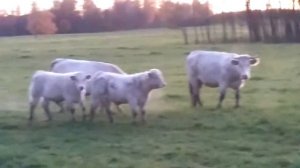 Коровы породы Шароле. Пошли в самоволку.