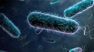 Неужели, самая умная бактерия - это... Кишечная палочка! Эксперимент с кишечными палочками.