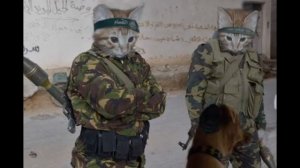 Кошки фотошоп. Смешные приколы про котов.