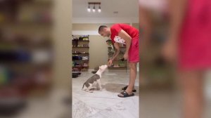 Дрессировка щенка амстаффа / обучение щенка трюковой команде «поворот налево» за 10 минут с кликеро