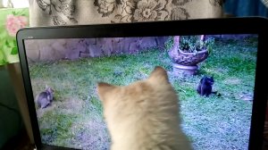 Котёнок играет с котятами онлайн