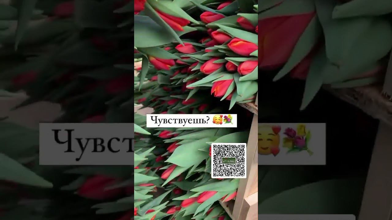 Для заказа переходите на WhatsApp по QR-коду в чат  #тюльпаны #тюльпаныоптом #выгонкатюльпанов