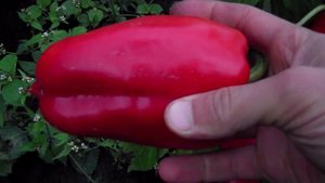 Болгарский перец в домашних условиях