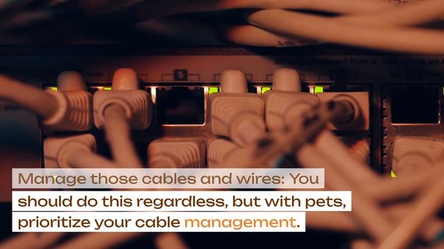 Expert Advice: Successful Collaboration with Your Pet Dog смотреть онлайн