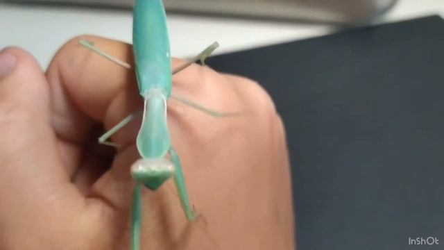 ?Линька богомола? смотреть онлайн