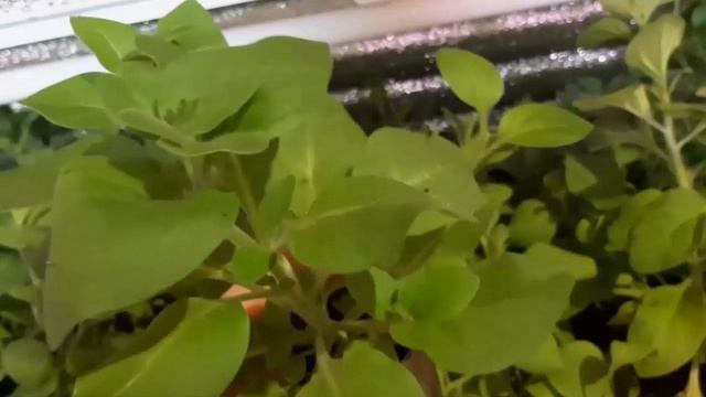 Петуния вытянулась? Обрезка и укоренение петунии. Обзор рассады на стеллаже смотреть онлайн