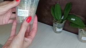 Распаковка посылки с азиатскими орхидеями от садовника MIKI ORCHIDS 📦😉🌺