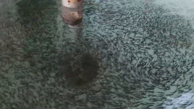 Инкубационный цех в домашних условиях. Продолжение. смотреть онлайн